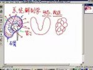 人體解剖學(xué)